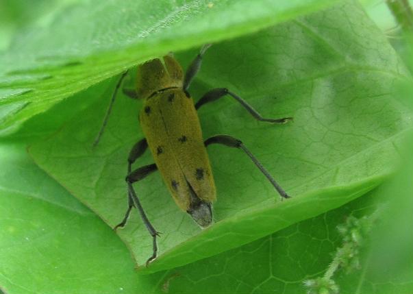 Chlorophorus glabromaculatus (Cerambycidae)